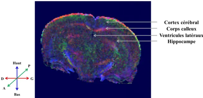 Figure  1.16 :  Cartographie  de  la  fraction  d’anisotropie   au  niveau  cérébral  chez  une  souris
