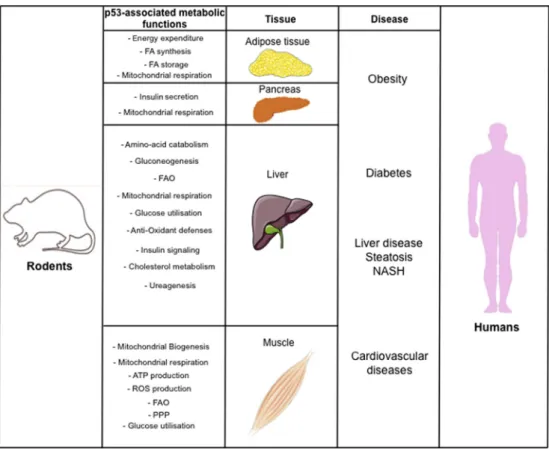 Figure 2: Overview of the known in vivo metabolic functions of WT-p53 and the consequences of their deregulation on human diseases (beyond cancer)