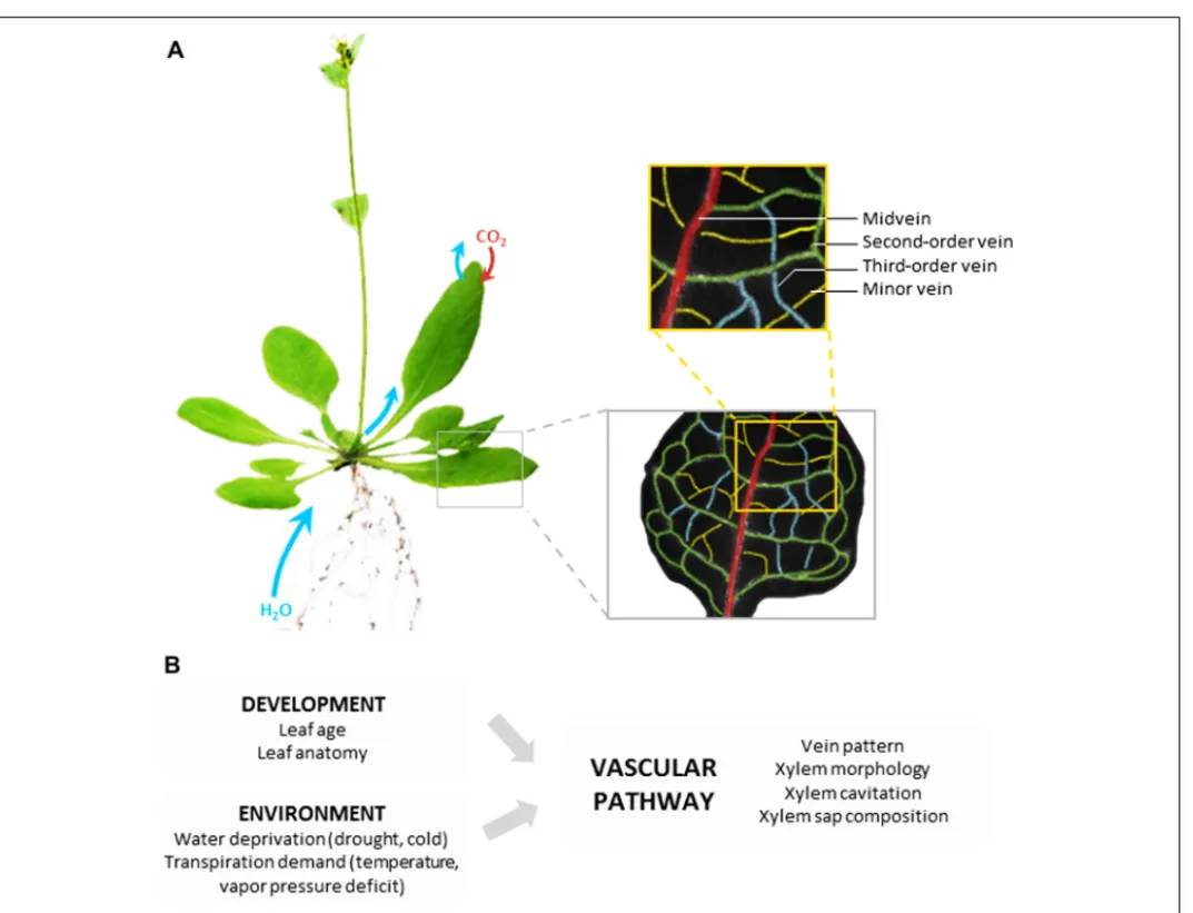 FIGURE 1 | Leaf vascular pathway and regulation of water transport.