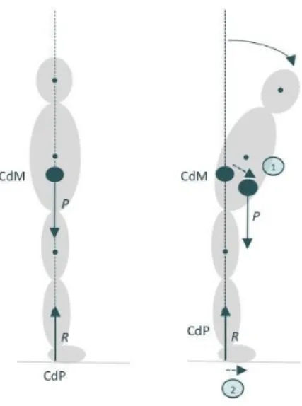 Figure 1. Schéma des différents segments corporels impliqués dans la biomécanique du maintien postural humain