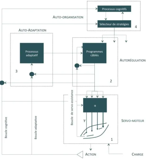 Figure 3. Schéma illustrant les différentes composantes du traitement de l’action, composé à sa base du servomoteur  (1), puis de l’autorégulation cybernétique des programmes câblés (2), du processus adaptatif remaniant la logique 