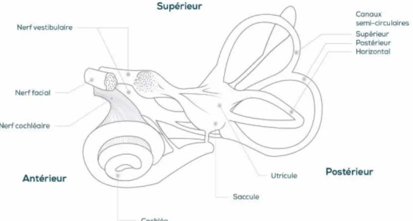 Figure 5.  Anatomie du système vestibulaire. 