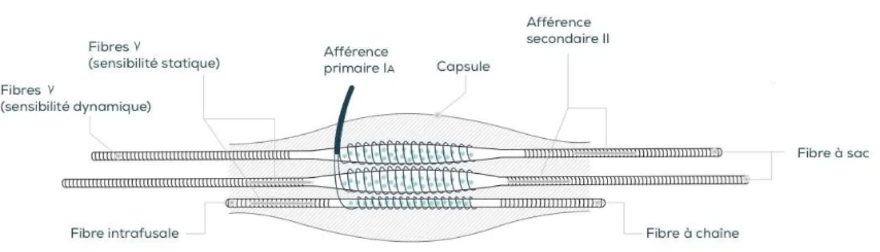 Figure 7 .  Schéma d’un fuseau neuromusculaire. Adapté de Proske et Gandevia (2012) 