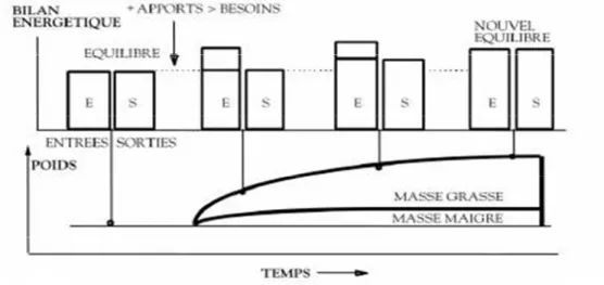 Figure 7. Dynamique de la prise du poids (WHO 1998) I.3.1: Les phases de l'histoire du poids.