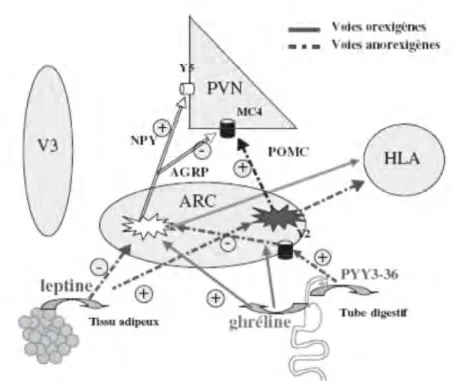 Figure 12 : Principales voies de régulation de la satiété et de la faim au niveau hypothalamique