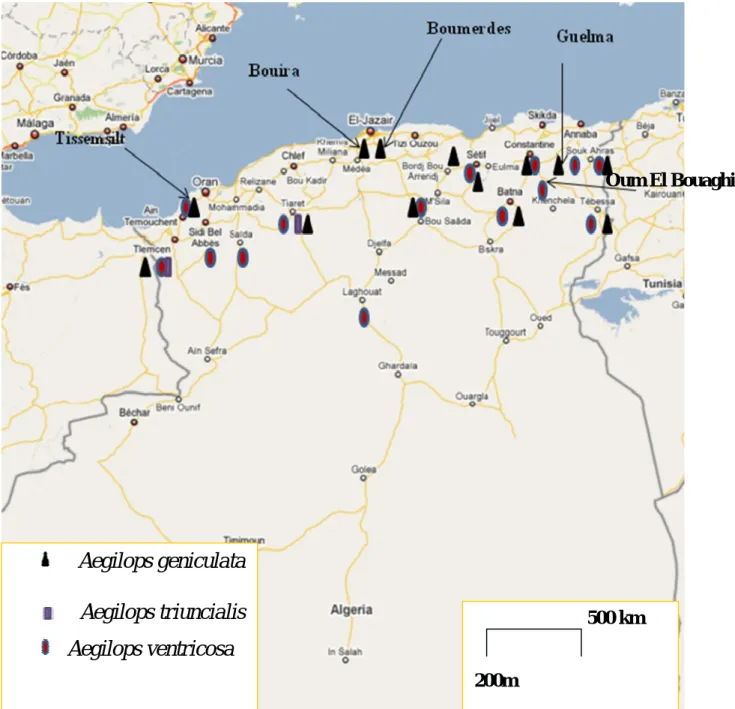 Figure 02 : Répartition des trois espèces d’Aegilops tétraploïdes en Algérie  selon la prospection de  l’ICARDA (1989-1990)