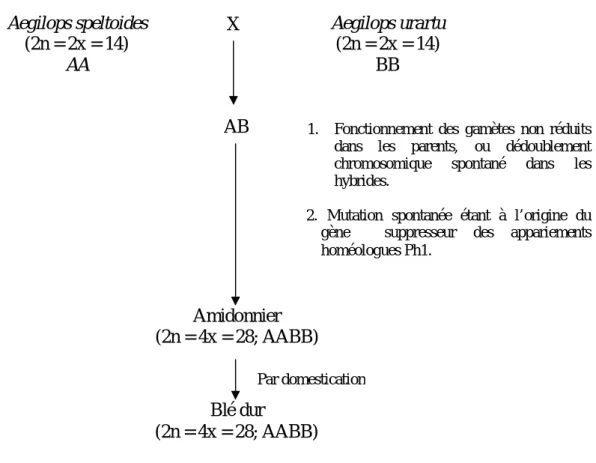 Figure 03: Les étapes de l’évolution du blé dur (Jauhar et al., 1999). 