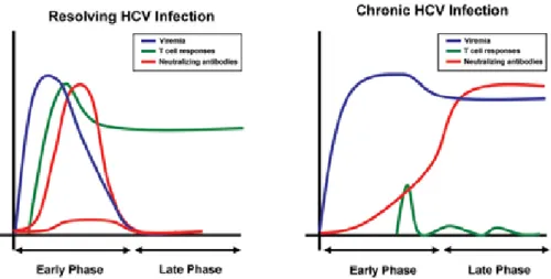 Figure 2. Acute (resolving) HCV infection versus chronic HCV infection.  