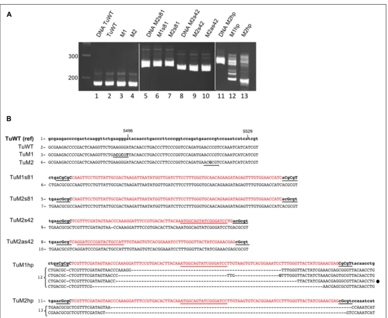 FIGURE 5 | Sequence analysis of recombinant TuYV offspring by RT-PCR. (A) Analysis on a 6% polyacrylamide gel of the PCR fragments obtained after reverse transcription performed on RNA extracted 19 dpi from plants agroinfected with TuWT (2) or the differen