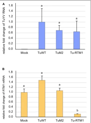 FIGURE 6 | Analysis by real-time RT-PCR of the accumulation of TuYV RNA (A) and RTM1 transcripts (B) in infected A