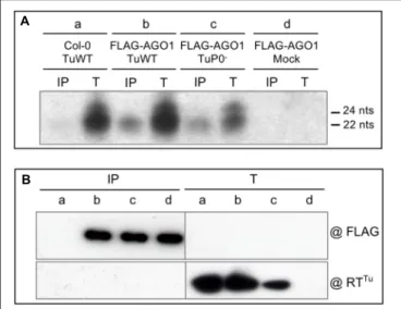 FIGURE 2 | Analysis of vsiRNA generated during TuYV infection.