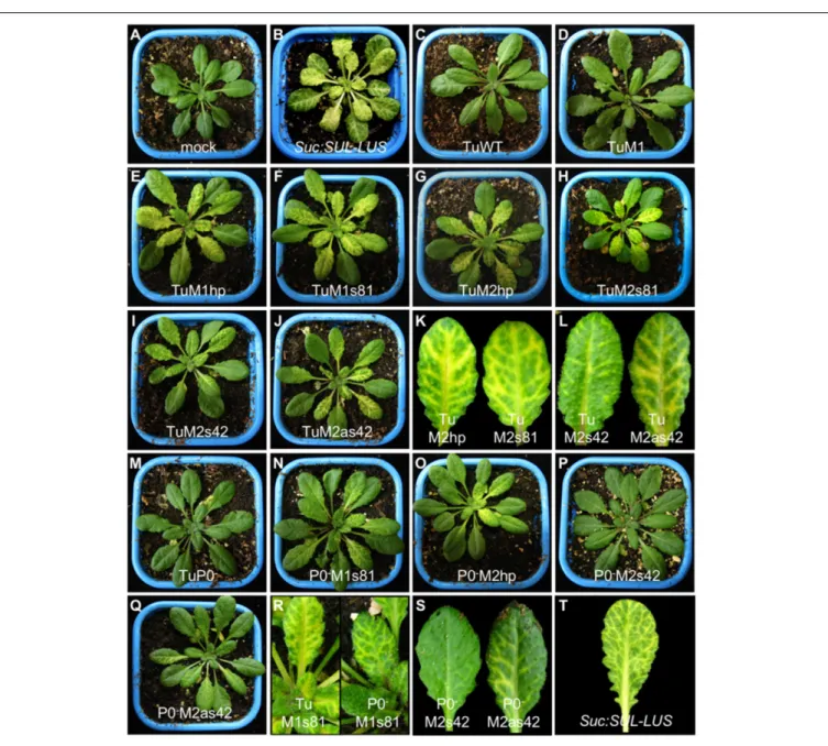 FIGURE 3 | Phenotypic analysis of A. thaliana Col-0 plants agroinfected with mutant or recombinant TuYV in either wild-type (panels C–L) or P0-deficient mutant virus (P0 - ) background (panels M–S)