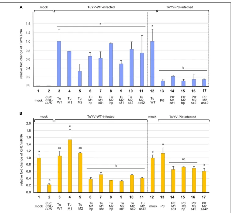 FIGURE 4 | Analysis by real-time RT-PCR of the accumulation of TuYV RNA (A), and CHLI1 transcripts (B), in plants infected with different TuYV recombinant viruses in A
