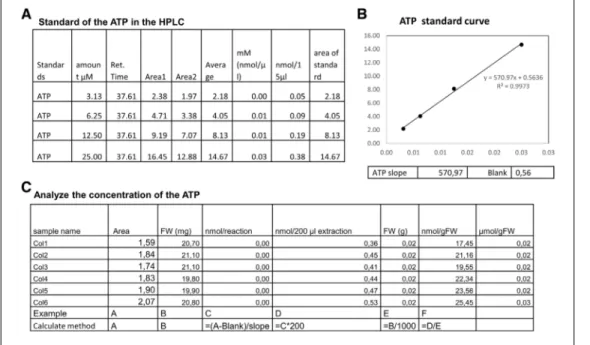 Figure 3 Example of data analysis for the level of ATP. (A) The ATP standard used for the standard curve