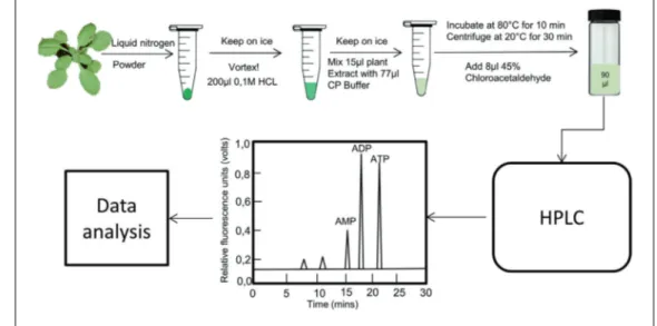 Figure 1 Schematic overview of ATP/ADP measurement from plant leaves.