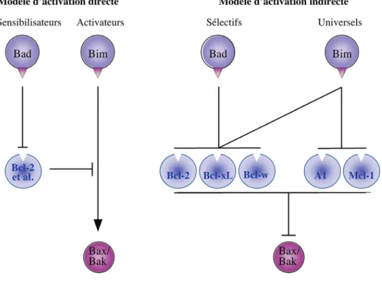 Figure 2 : Modèles d’activation de Bax et Bak 