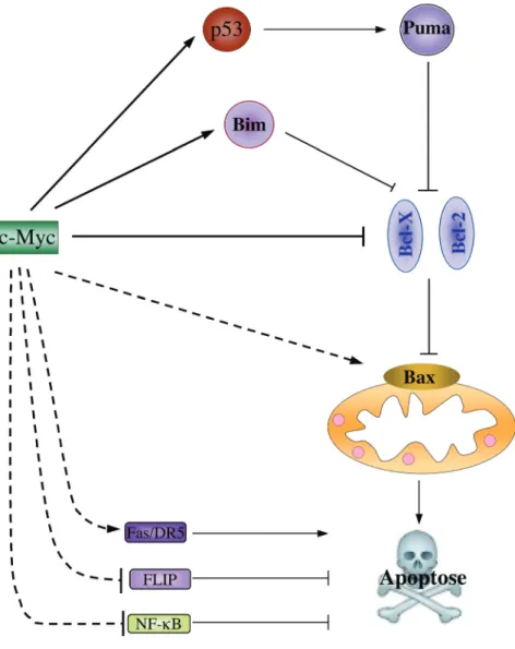 Figure 9 : Modèles de la régulation de l’apoptose par c-Myc 