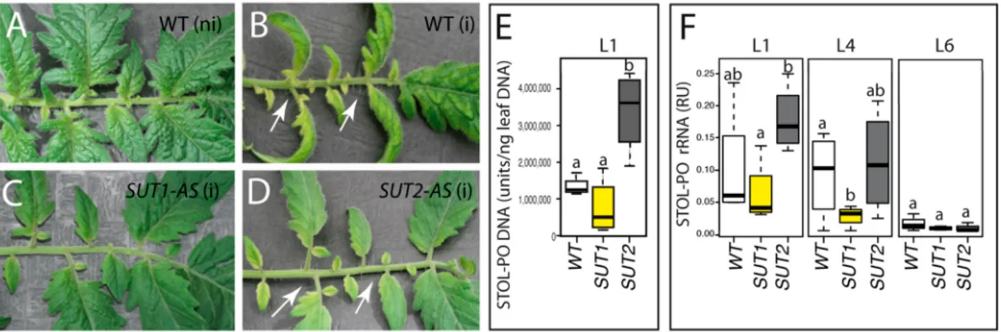 Figure 2. Symptoms and Stolbur phytoplasma proliferation in infected plants. (A–D) Details of L1 leaves from grafted noninfected wild-type (WT) (A), infected WT (B), infected SUT1-AS (antisense) (C) and infected SUT2-AS (D)