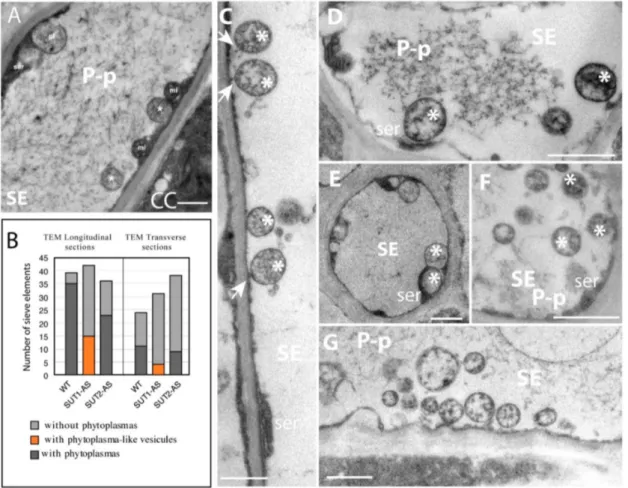 Figure 4. Frequency and location of phytoplasmas in the sieve elements of infected plants