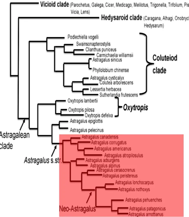 Figure 2.  Cladogramme  des  relations  phylogénétiques  du  groupe IRLC  (Wojciechowski, 2005).