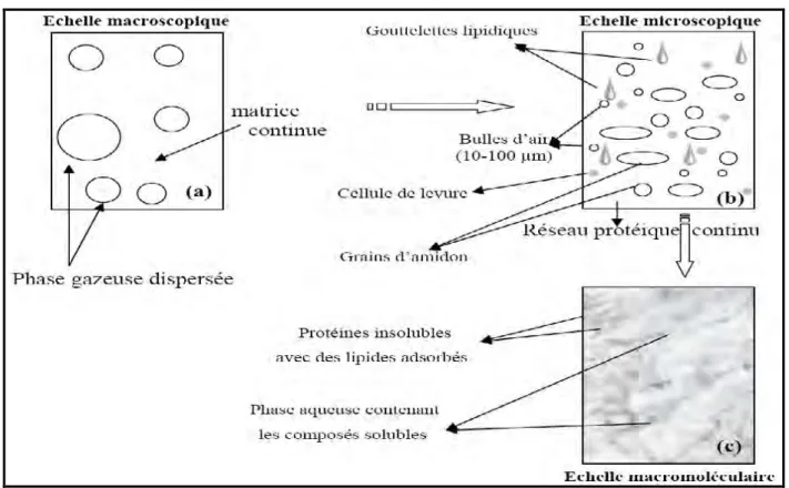 Figure 02. Représentation schématique de l’observation d’une pâte à pain aux échelles  macroscopique (a), microscopique (b) et macromoléculaire (c) (BLOKSMA, 1990 ; ELIASSON et 