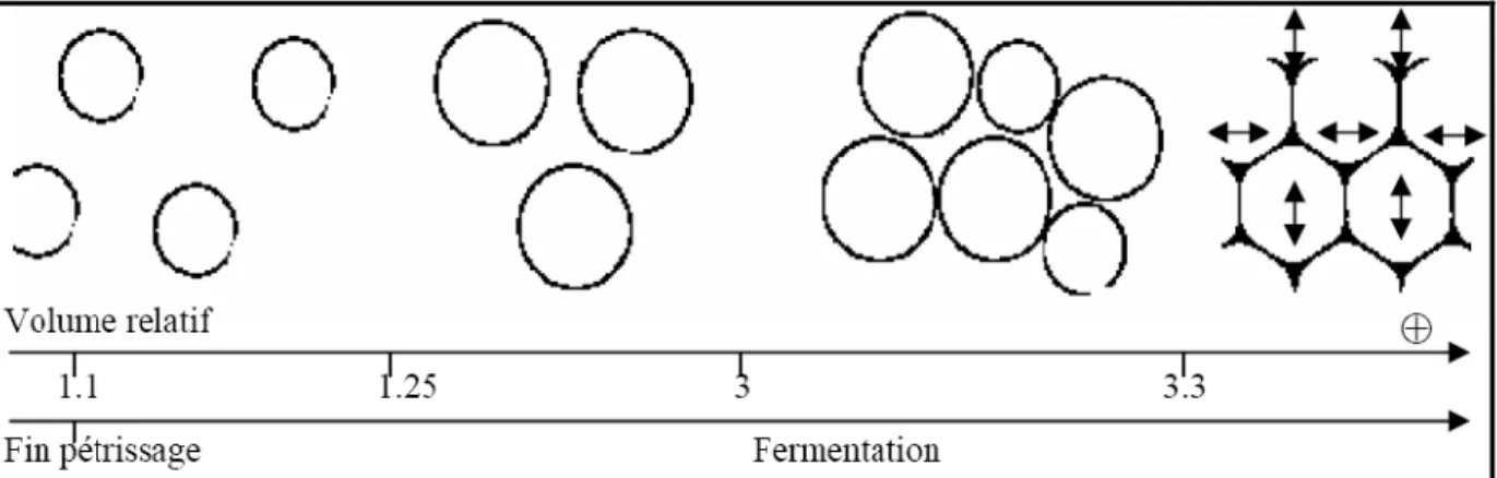 Figure 03. Représentation schématique de l’évolution de la taille et de la forme (de sphérique à  polyédrique) des cellules gazeuses dans une pâte en cours de fermentation (BLOKSMA, 1990 et 
