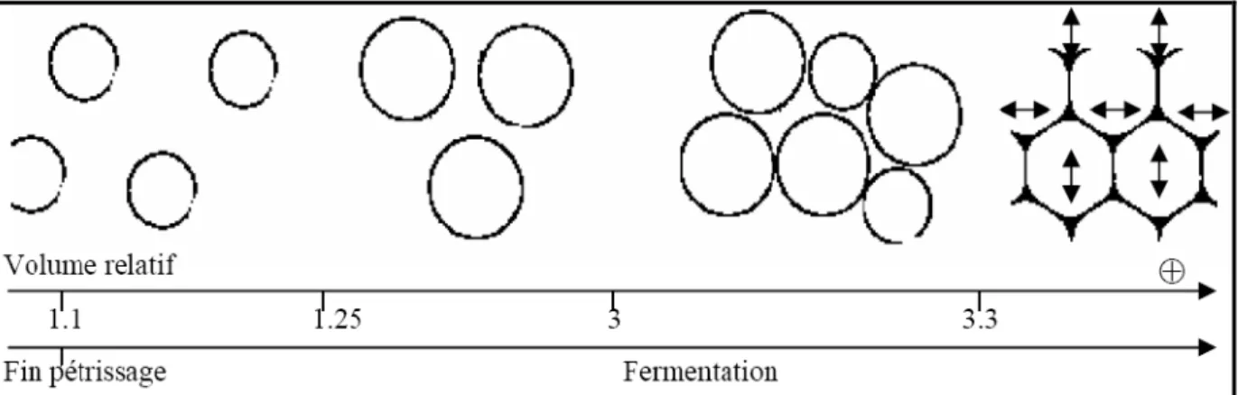 Figure 03. Représentation schématique de l’évolution de la taille et de la forme (de sphérique à  polyédrique) des cellules gazeuses dans une pâte en cours de fermentation (BLOKSMA, 1990 et 