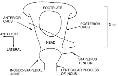 Figure  1.2:  The  stapesl.  The  portion  of the  sketch below  the  dotted  line  corre- corre-sponds to  the  portion  of the  stapes typically  in view  in  a human temporal  bone