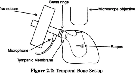 Figure  2.2:  Temporal  Bone Set-up
