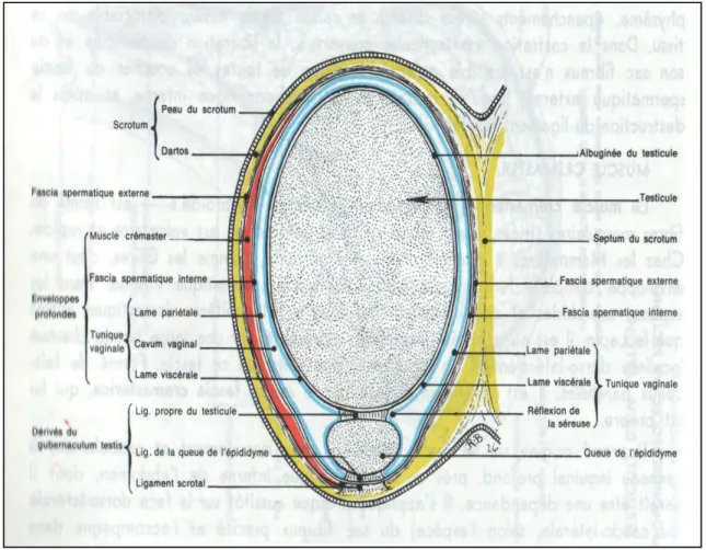 Figure 8 : Coupe horizontale du testicule gauche et de ses enveloppes d’après Barone (1990)