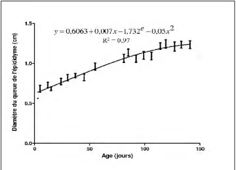Figure 24 : Evolution du diamètre de la queue de l’épididyme chez les agneaux   de race Ouled Djellal en fonction de l’âge