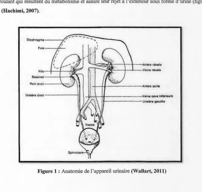 Figure 1 : Anatomie de l'appareil urinaire  (W  allart, 2011) 