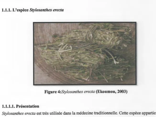 Figure 4:Stylosanthes erecta (Ekoumou, 2003) 