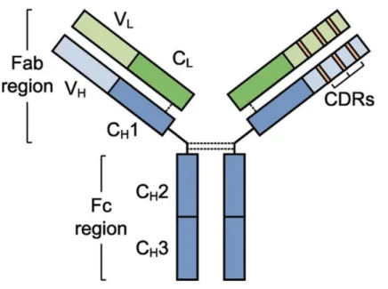 Figure 1. Antibody structure (Vincent J et al. 2011).