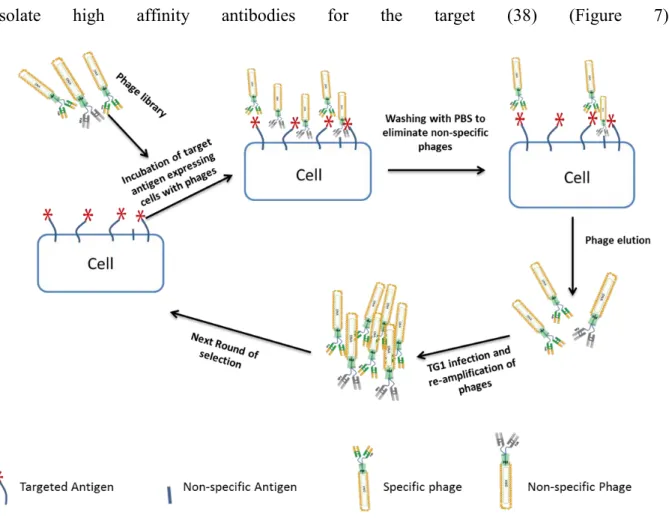 Figure 8. Selection of phages by antigen expressing cells.  