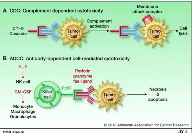 Figure  9.  Mechanism  of  CDC  and  ADCC  (Katherine  K.  Matthay  et  al.  Clin  Cancer  Res  2012;18:2740- 2012;18:2740-2753)