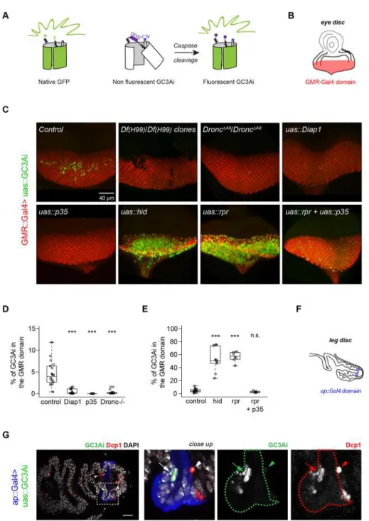 Fig. 1. GC3Ai, a GFP sensor responding to the apoptotic pathway in Drosophila . (A) Scheme of the GFP sensor caspase-3-like protease activity indicator (GC3Ai): the C and N termini of the GFP have been linked by a fragment containing a DEVD caspase cleavag