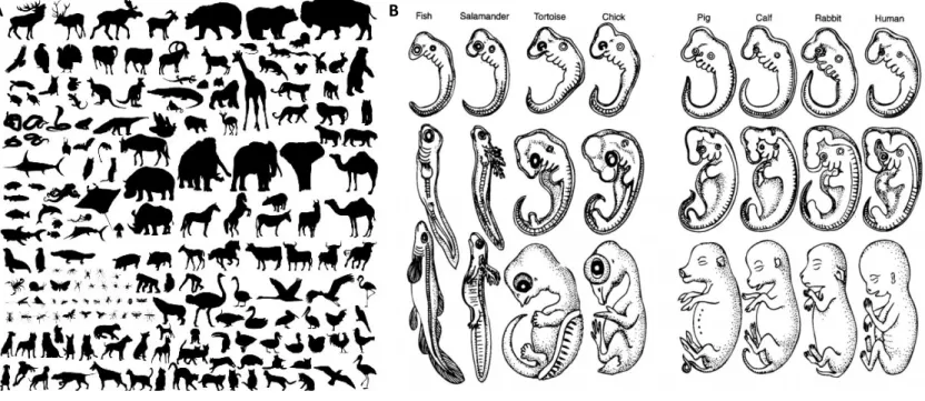 Figure 1. La diversité des formes et leur origine. 