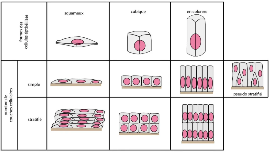 Figure 2. Les différents types d’épithélium de revêtements.  