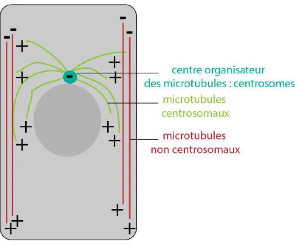Figure  5.  Polarité  des  microtubules  centrosomaux  et  non-centrosomaux  dans  une  cellule  épithéliale