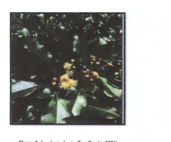 Figure 2: La plante de giroflier (Iserin, 2001). 