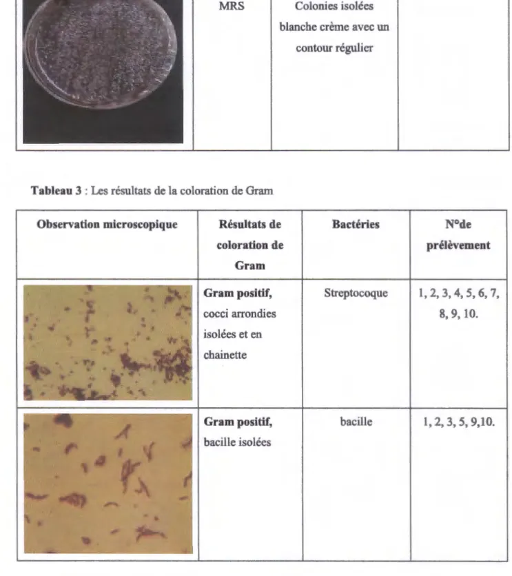Tableau  3  : Les résultats de la coloration de Gram 
