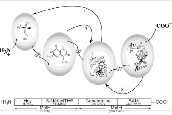 Figure 16:  Diagram  showing  the  modular  structure  of  cobalamin-dependent  methionine synthase (Rowena G Matthews, 2001)