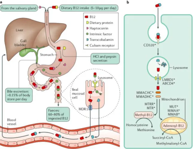 Figure 6:  Absorption,  transport,  enterohepatic  circulation  and  intracellular  metabolism of vitamin B12
