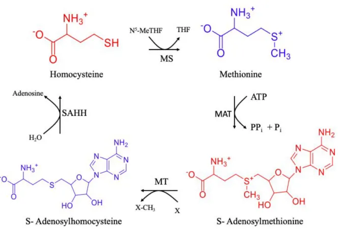 Figure 13:  Summary of the pathway of synthesis of S-adenosyl methionine, S-adenosyl  homocysteine and homocysteine