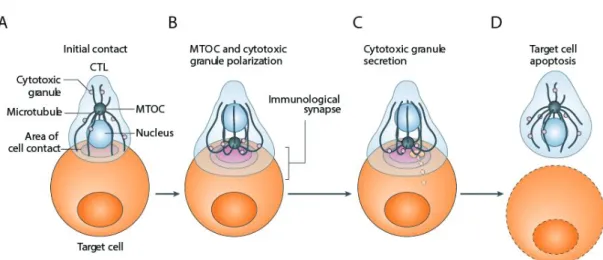 Figure 4 : Processus séquentiel de dégranulation des vésicules cytotoxiques 