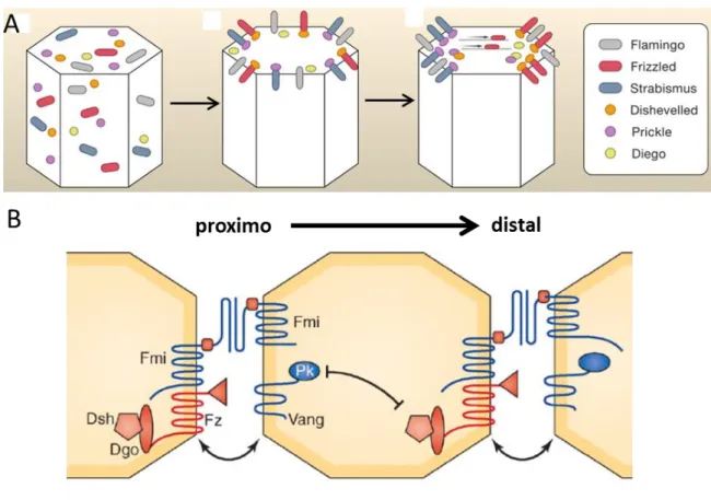 Figure 2: Localisation asymétrique des composants de la PCP.  