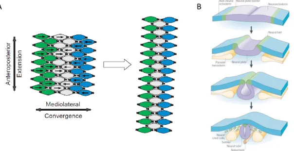 Figure 6: Extension convergente et fermeture de la gouttière neurale.    