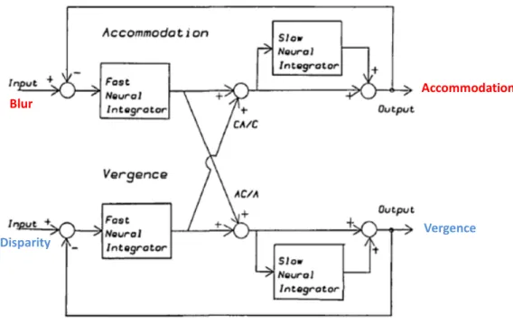 Figure 4. Modèle de Schor simplifié, d’après Kotulak &amp; Schor (1986).  