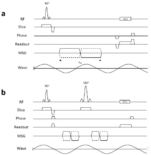 Figure 2.8 shows the chronograms of typical gradient echo- and spin echo-MRE sequences  including the MSG